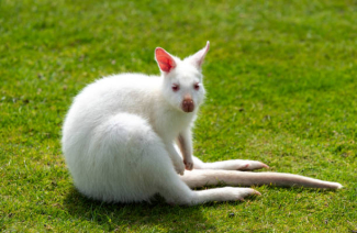 Albino wallaby