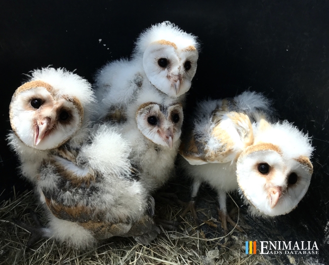 Classifieds Birds Of Prey For Sale Falcons Eagles Hawks