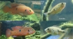 Hemichromis lifalilii CB 2021 