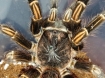 Lasiodorides striatus