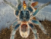 Trixopelma cyanogenus