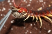 Scolopendra gigantea
