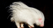 Albino porcupine