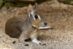 Mini mara