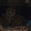 Serval Boy