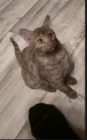Girl Cinnamon