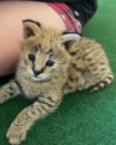 Matajo Serval