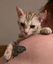 Mato Bengal