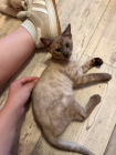 Fenja Bengal