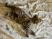 Matajo Serval