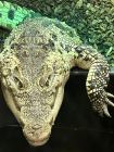 rhombifer